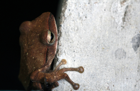 Brown tree Frog (Litoria ewingii)or common tree frog  on cement pondの写真素材