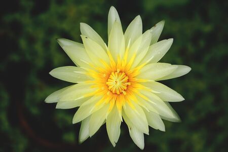 Yellowish white lotus in a pond beautiful.の写真素材