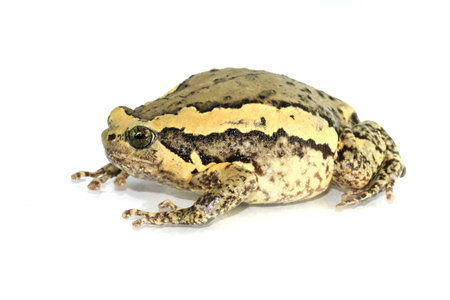 Bullfrog on a white background.