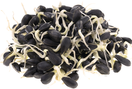 Sunflower seeds germinat White Isolatedの写真素材