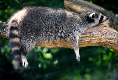 Raccoon in the Veszprem Zoo  Hungary の写真素材