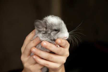 Little gray chinchilla in reliable caring handsの写真素材