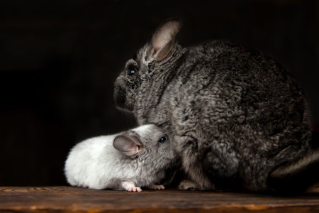 Gray mom chinchilla and little white baby, baby eats milkの写真素材
