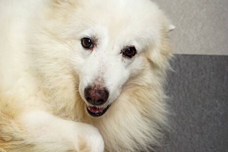 The white fur dog was taken up the head.の写真素材