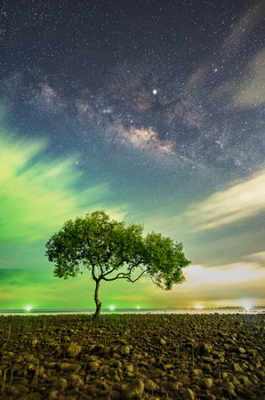 A tree at Chumphon beach, Chumphon province. The movement of clouds and the Milky Way. The mangrove...
