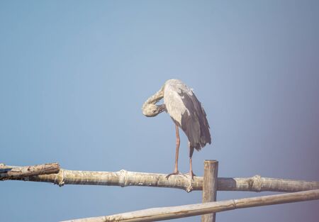 Birds live and swim in freshwater lakes, local birds in the world wetlands (Ramsa site).の写真素材