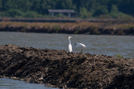 The great egret, or white egret, stands on the dike for prey.