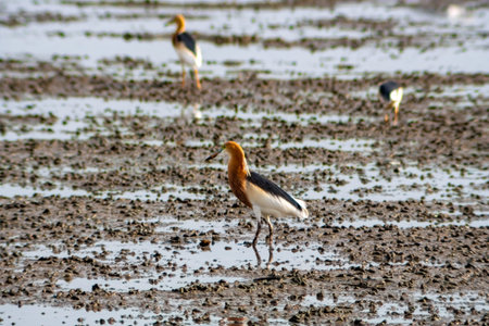 Chinese egrets search for prey on wetlands