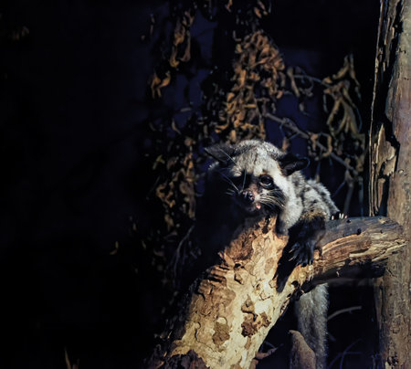 Raccoons are sticking to the branches at night.