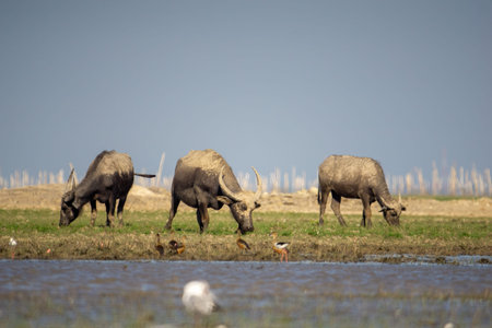 Buffalo on the mound Beside the pond, transformed by mud, it was eating grassの写真素材