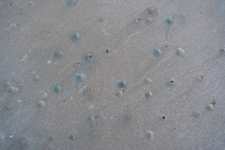 The floating groove of the habitat of Horn-eyed ghost crab or Ocypode on the white sand by the sea