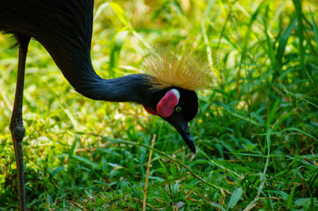 Gray crowned crane or tasseled crested flamingo (Scientific name: Balearica regulorum) and green...