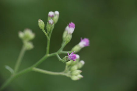 Purple Flowerの写真素材
