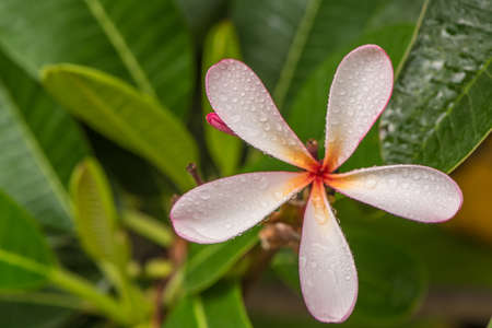 Pink Plumeria flower.の写真素材