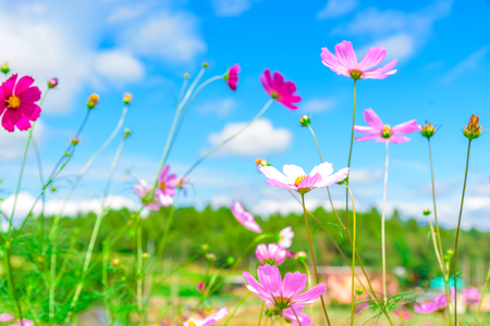 Field Of Pink Cosmos Flowers And Blue Sky.の写真素材