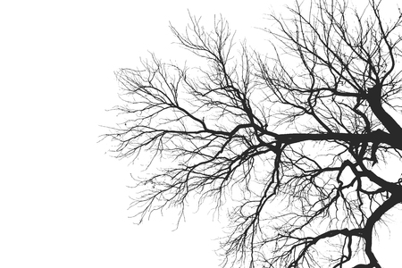 Tree Branch Silhouette  without leaves or isolated.の写真素材