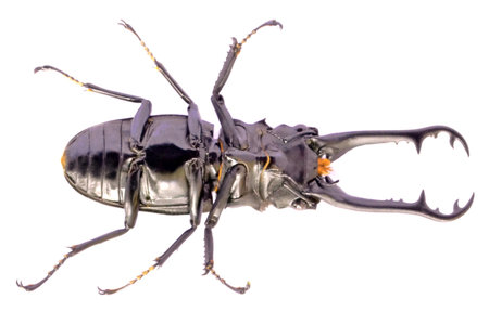Dynastinae,