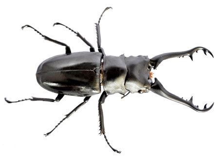 Dynastinae,Insect warriors fight 