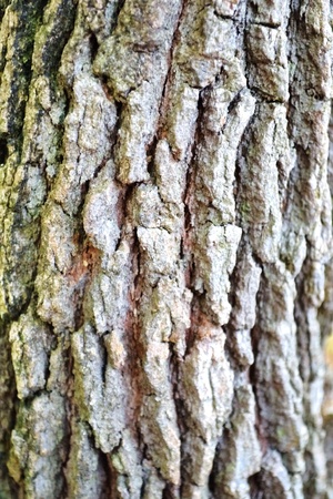 Texture   Woodの写真素材
