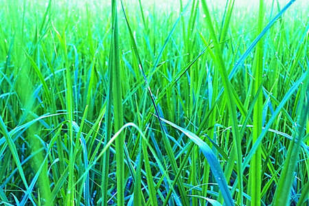 Plant-leaf backdrop The grass is green    The pictures can be used for creative work in the background and beautiful の写真素材