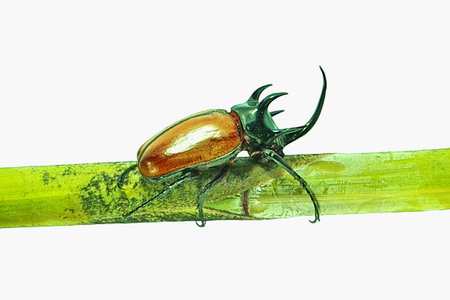 Dynastinae Insect warriors fight 