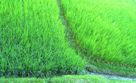green rice field, Rice field The riceの写真素材