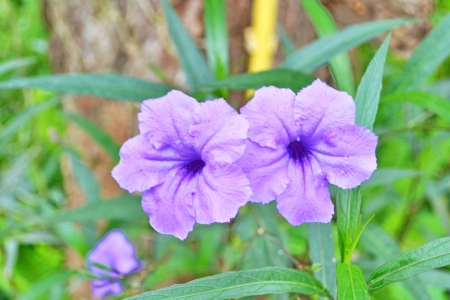 Dok toiting  Ruellia tuberosa,  minnieroot, popping pod, cracker plant, Hygrophila hochr, acanthaceae Hygrophila-hochr,-acanthaceae, Hygrophila erecta  Burm  Hochr  ACANTHACEAEの写真素材