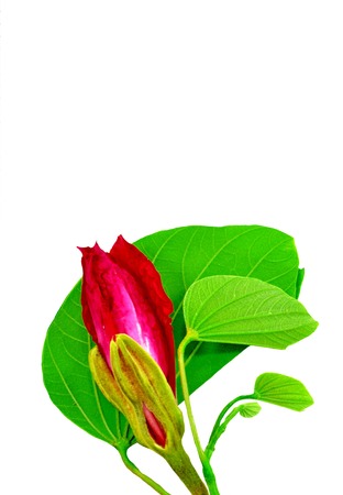 Bauhinia purpurea flowerの写真素材