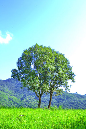 The two plants in rice paddy fields 