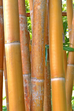 Bamboo trees A close up shot of stem ofThe yellow  bambooの写真素材
