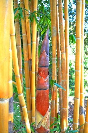 Bamboo trees A close up shot of stem ofThe yellow  bambooの写真素材