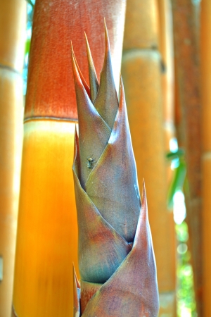 Bamboo trees A close up shot of stem ofThe yellow  bambooの写真素材