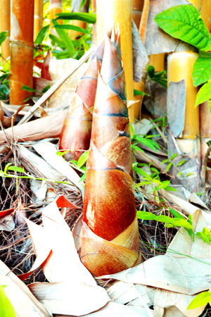 Bamboo trees A close up shot of stem ofThe yellow  bambooの写真素材