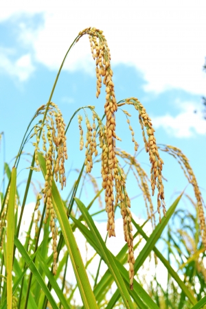 Close up of green paddy riceの写真素材