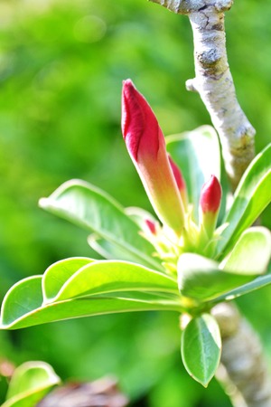 bignonia Desert Rose; Impala Lily; Mock Azaleaの写真素材