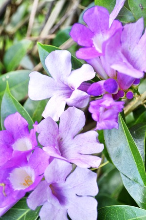 Beauty of violet Garlic vine flower close up  Pachyptera hymenaea , A  Gentry, Bignoniaceae の写真素材
