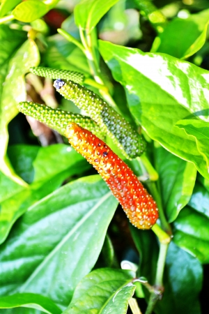 Long pepper or Piper longum isolatedの写真素材