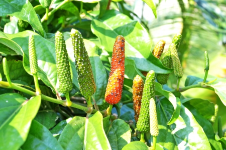 Long pepper or Piper longum isolatedの写真素材