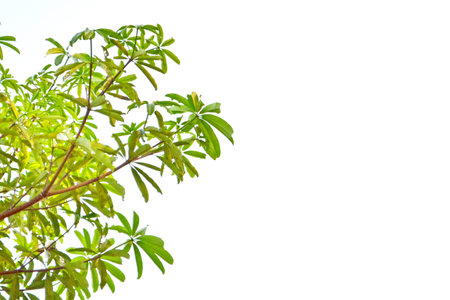 Green leaves white background 