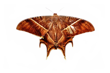 Moth, Butterfly in the middle of the night, Attas, Attacus atlas, Attacus atlas moth in front of a white backgroundの写真素材
