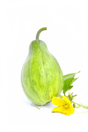 Pumpkin green,Pumpkin fruit as vegetables can be cooked into meals and snacks の写真素材