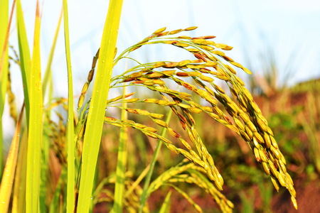 Close up of green paddy riceの写真素材