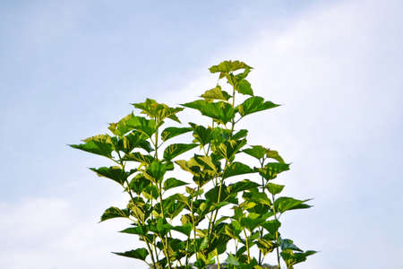 fresh and green leavesの写真素材