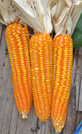 Dried corn