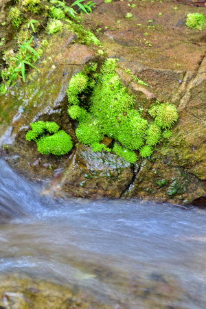 Mountain stream 