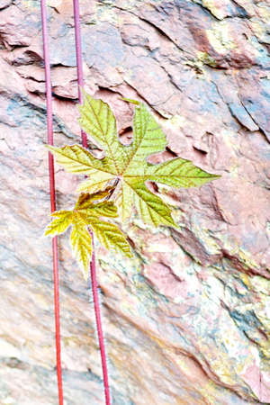 The leaves on the rocksの写真素材