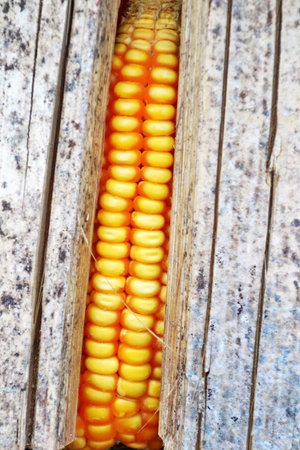 Dried corn