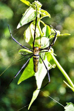 Spider Golden Orb, Arachnida, Potter silk of the Night 