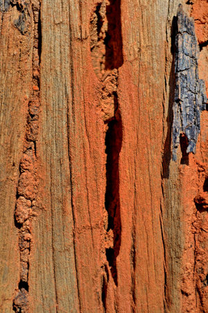 Texture   Wood