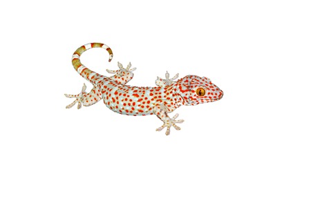 geckoの写真素材